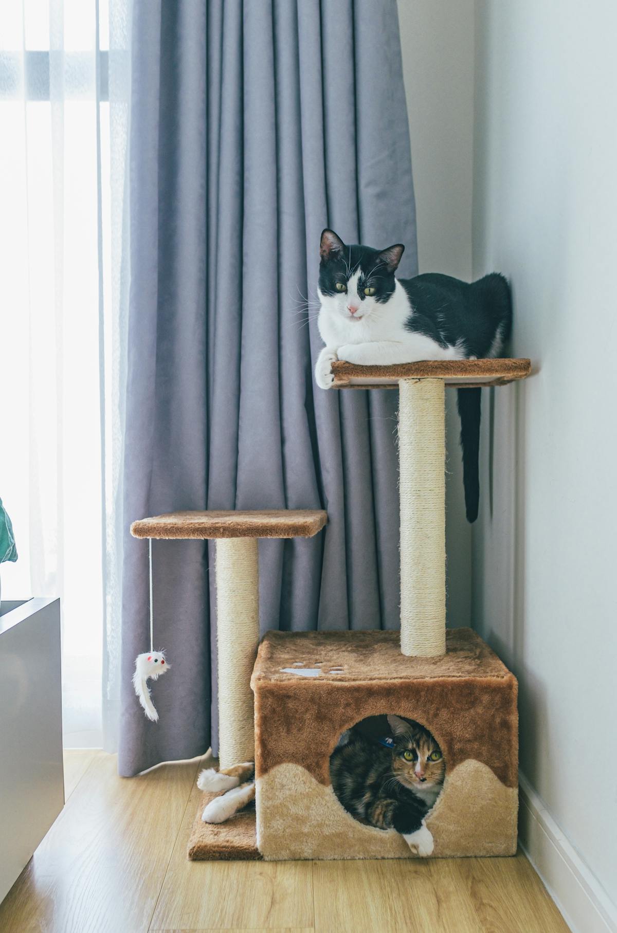 Arbre à Chat Multi-Niveaux 120 cm — Patmio