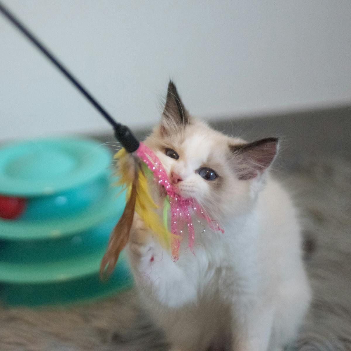 Canne à Plumes Interactive pour Chat — Patmio