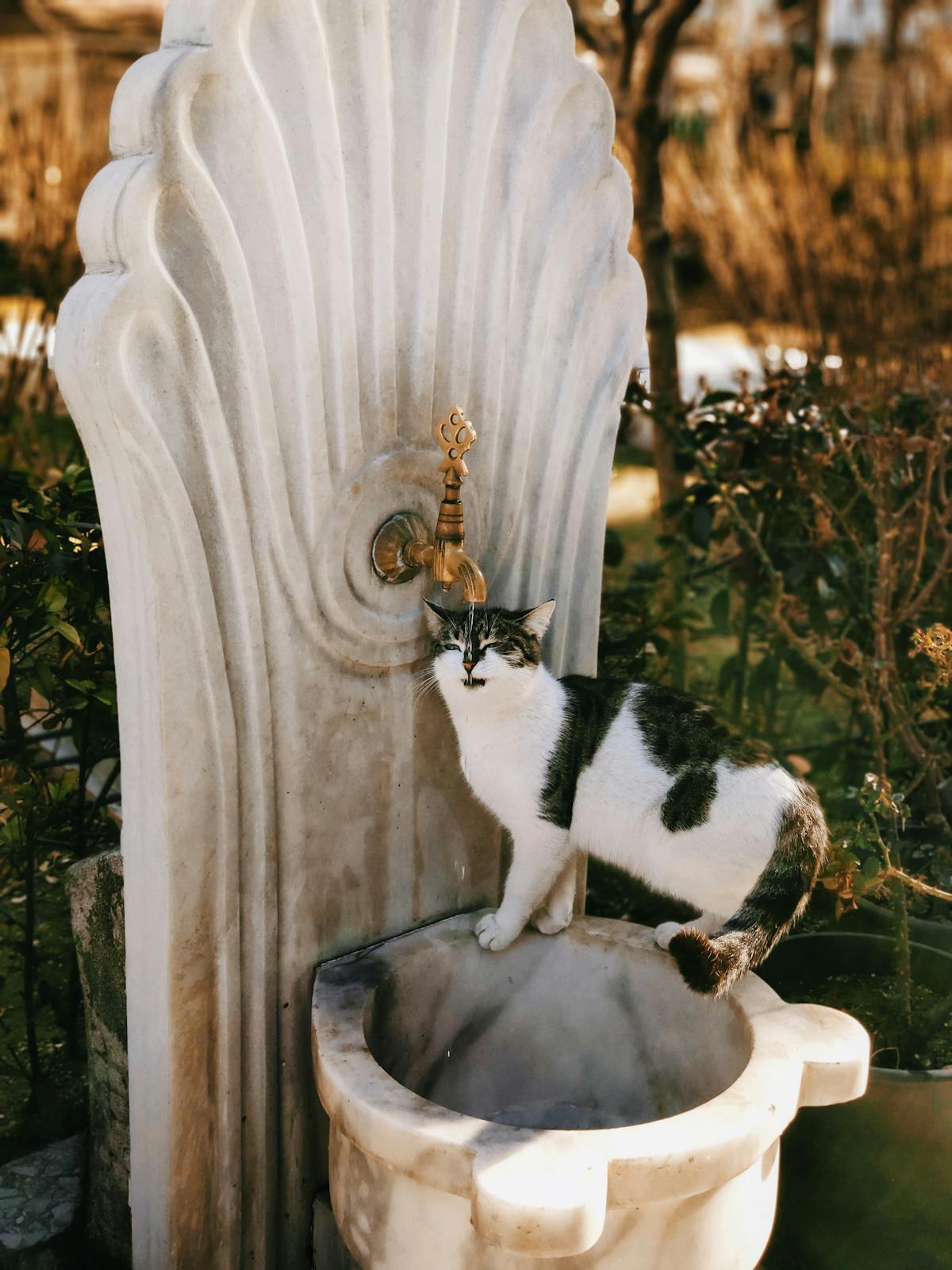 Fontaine à Eau Automatique 2 L — Patmio
