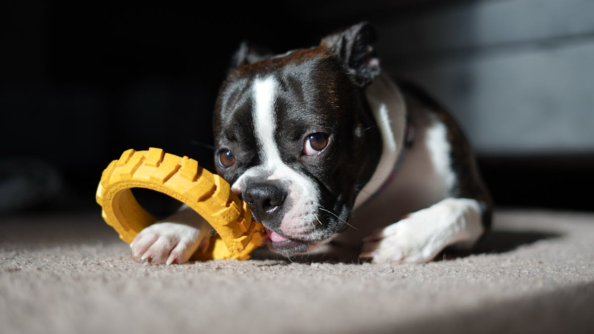 Jouets — Patmio
